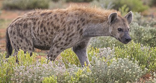 Spotted hyena